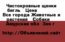 Чистокровные щенки бигль › Цена ­ 15 000 - Все города Животные и растения » Собаки   . Амурская обл.,Зея г.